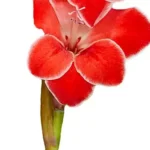 Blomma gladiol