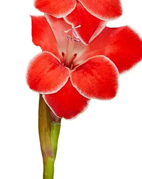 Blomma gladiol